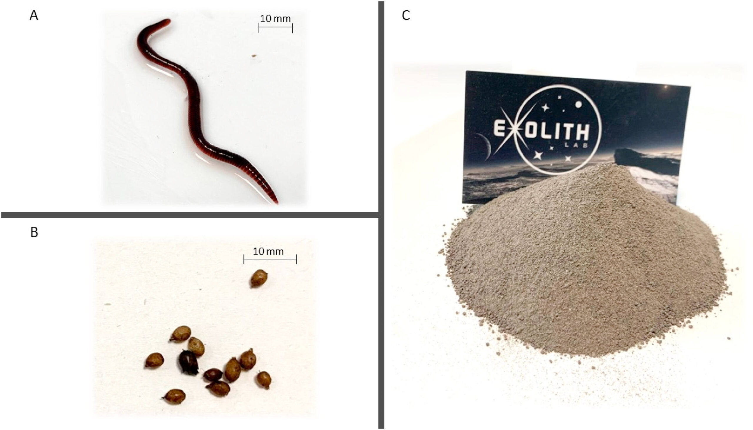 Scopri di più sull'articolo Lombrichi sulla luna, per rendere fertile il suolo e produrre cibo fresco