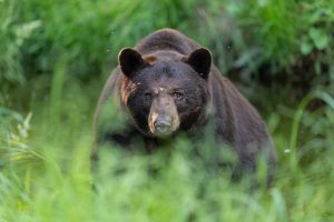 Scopri di più sull'articolo Per gli animalisti locali è iniziata la caccia all’orso Johnny, ma la provincia di Trento nega