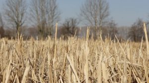 Scopri di più sull'articolo In Lombardia prima il riso nasceva nei campi allagati e moriva nel vino: oggi soffoca per la siccità