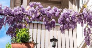 Scopri di più sull'articolo Le piante da coltivare sul balcone di casa in tutte le stagioni