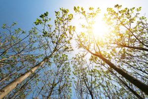Scopri di più sull'articolo Paulownia: tutti i segreti sulla coltivazione dell’albero che cresce in tempi record e combatte l’inquinamento