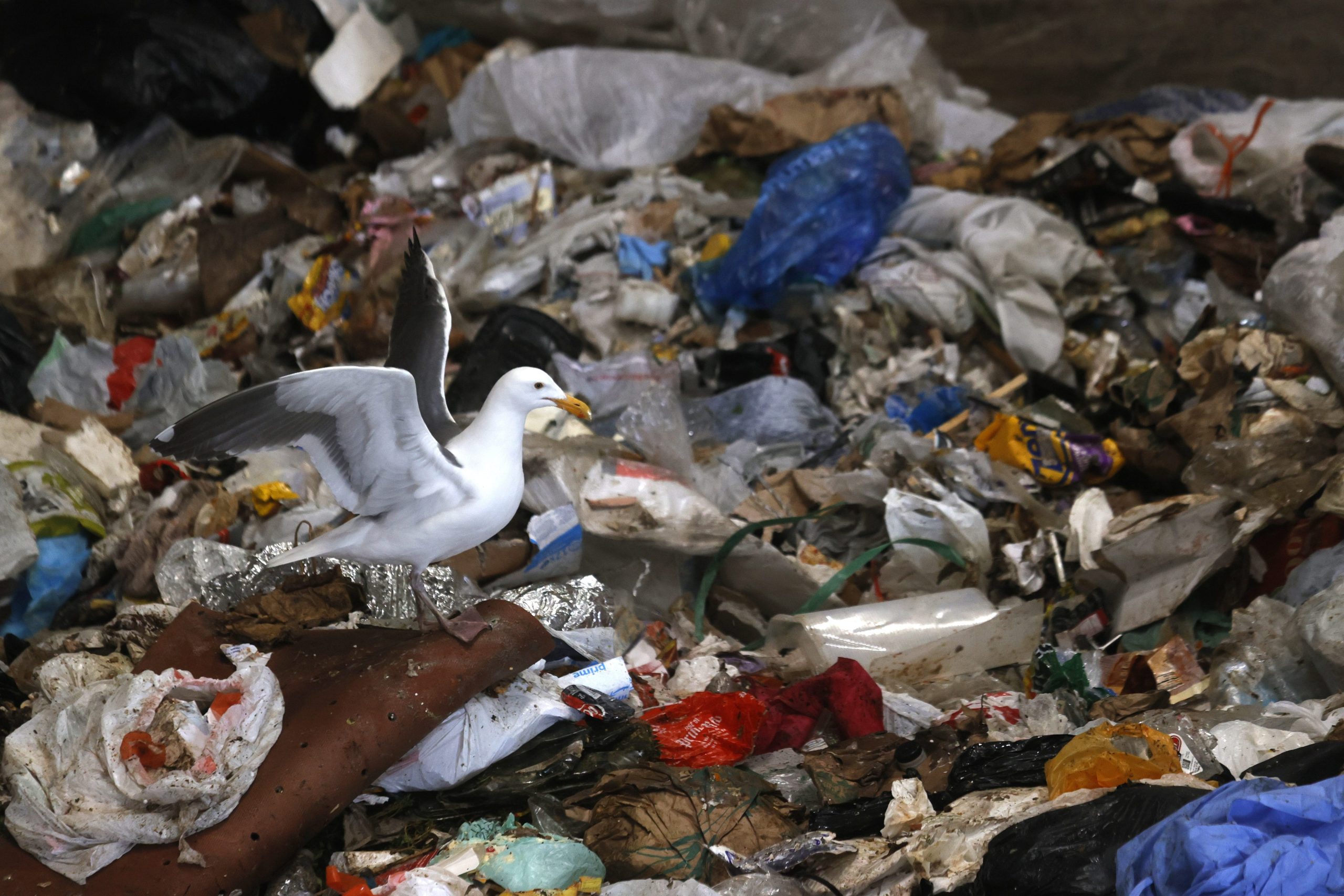 Scopri di più sull'articolo Nido di microplastiche, a Bari il caso di un rifugio tossico costruito da un gabbiano