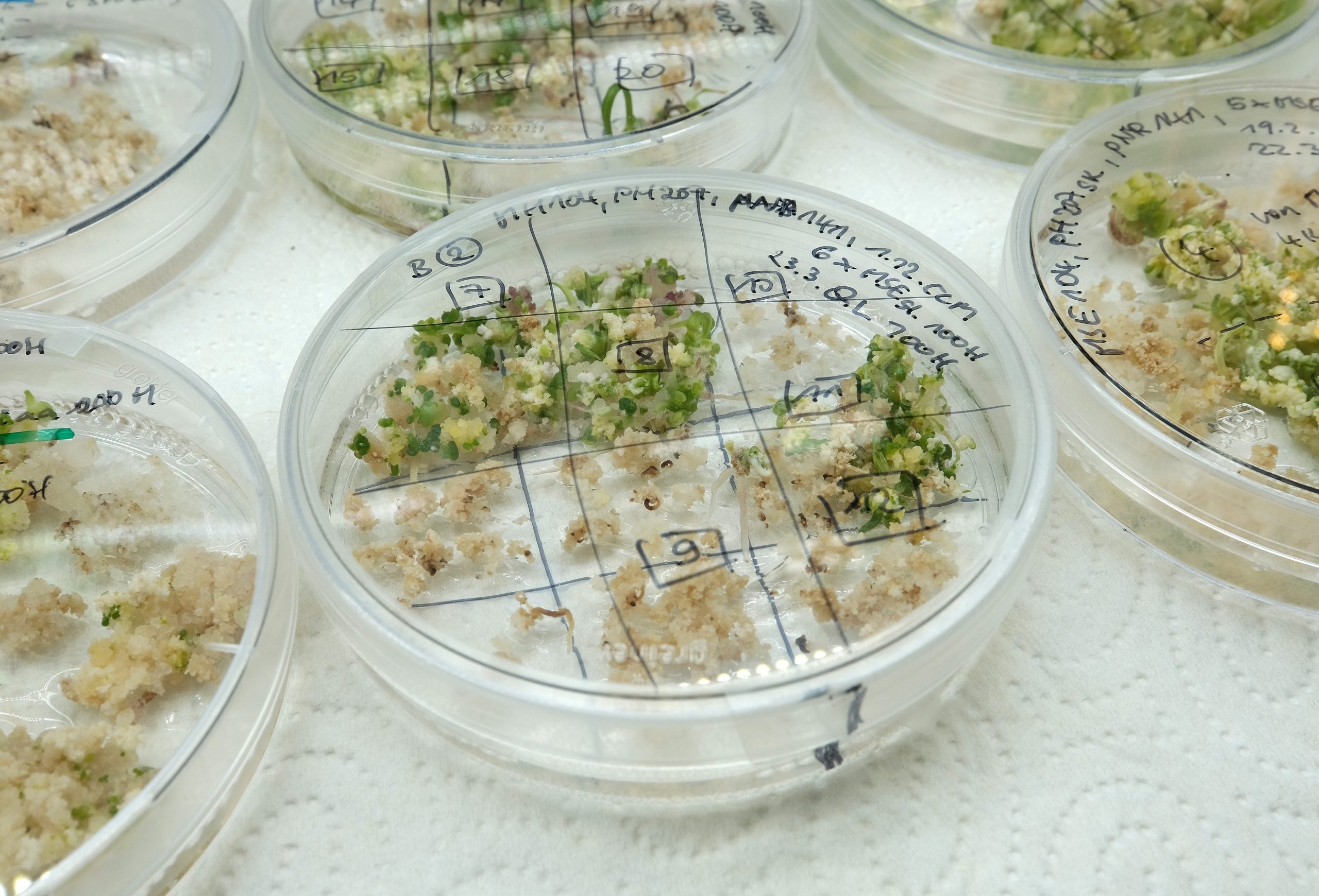 Scopri di più sull'articolo Miglioramento genetico delle piante, cosa prevede la proposta di legge sul genome editing e cisgenesi