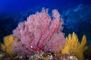 Scopri di più sull'articolo Anche i coralli soffrono a causa del riscaldamento degli oceani
