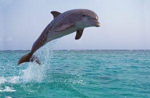 Scopri di più sull'articolo Sono sempre più i delfini spiaggiati in Italia: la colpa è anche dell’uomo