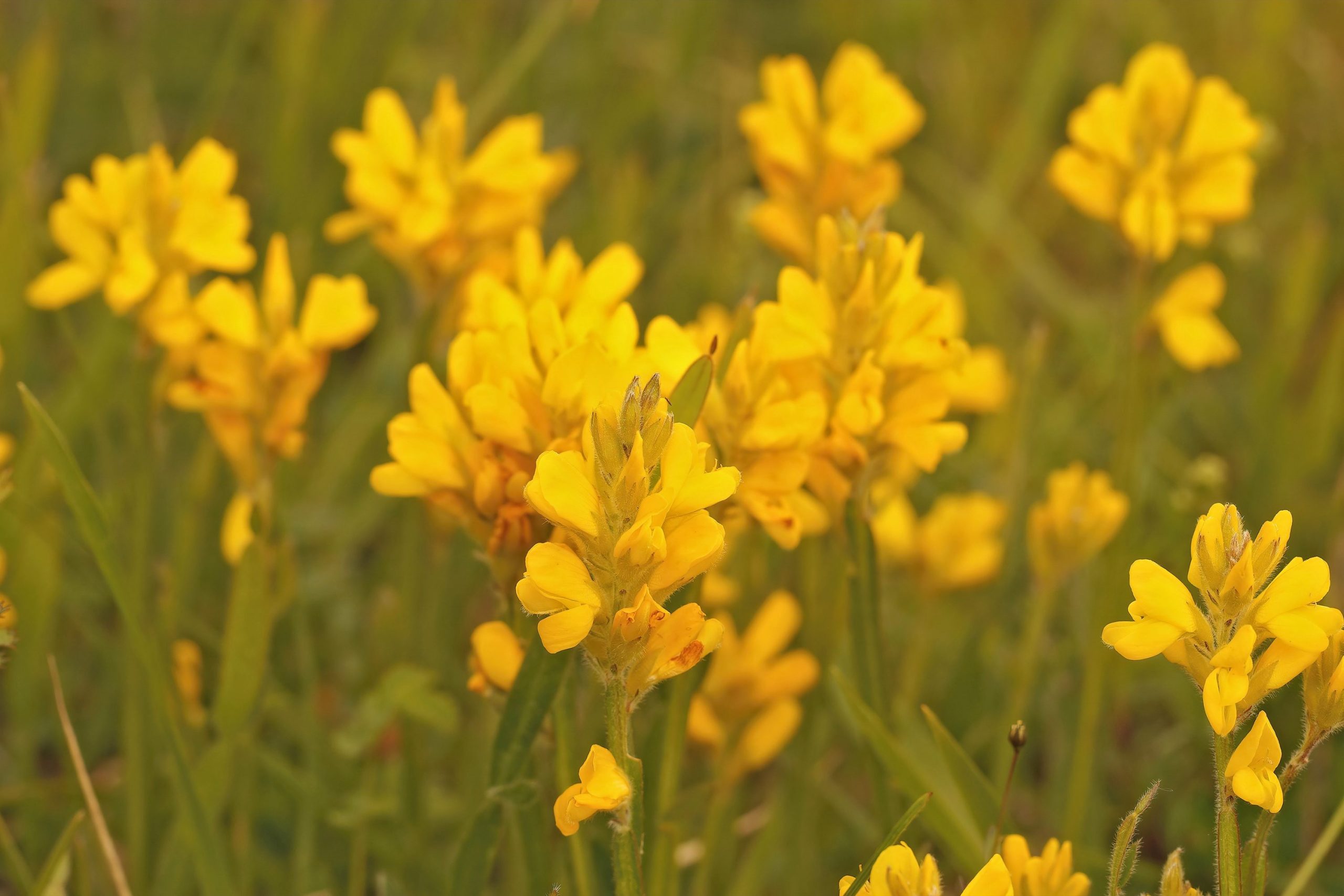 Scopri di più sull'articolo Quando la natura è più forte: il caso delle ginestre e delle orchidee “resilienti”