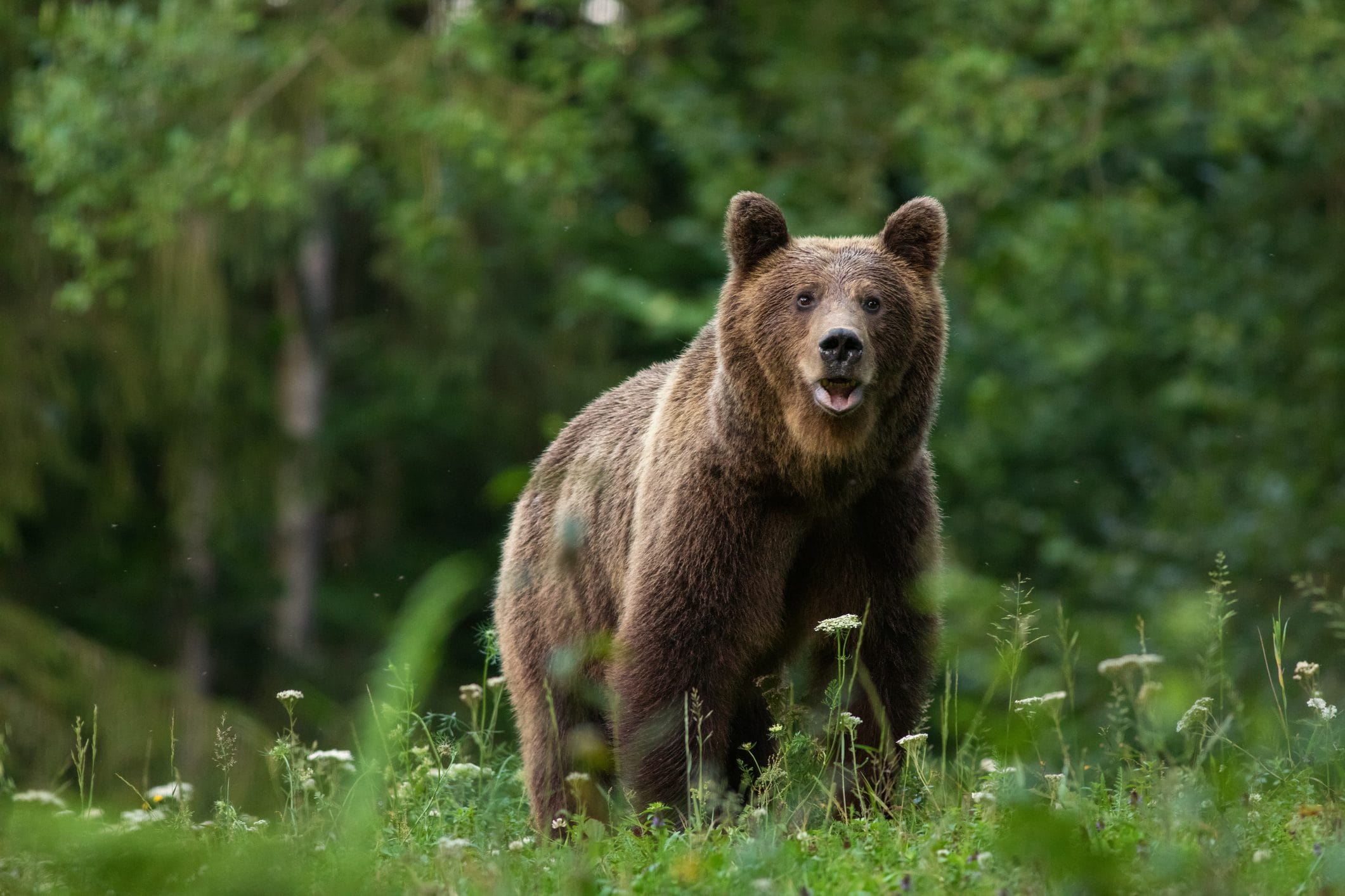 Scopri di più sull'articolo Cosa fare (e non fare) se si incontra un orso?