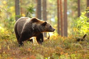 Scopri di più sull'articolo Massimo Vitturi (LAV): la Provincia di Trento ha fatto pochi sforzi dopo il progetto Life Ursus