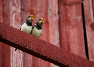 Scopri di più sull'articolo Le rondini fanno anche primavera: ecco come attirarle in giardino, sul balcone o sotto il tetto