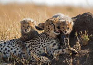Scopri di più sull'articolo India, nascono quattro cuccioli di ghepardo a settant’anni dall’estinzione