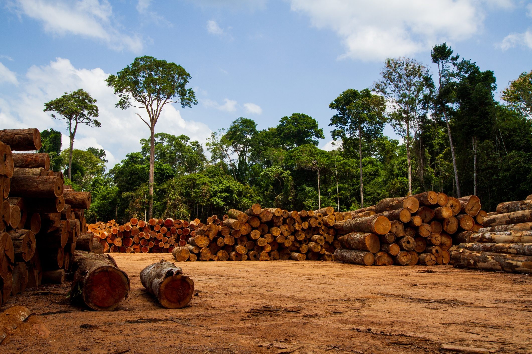 Scopri di più sull'articolo I pigmei Aka rischiano di scomparire, la colpa? Della deforestazione incontrollata portata avanti dall’uomo