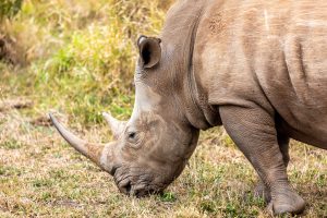 Scopri di più sull'articolo In Kenya è stato esposto il corpo dell’ultimo maschio di rinoceronte bianco del Nord: l’emblema di una specie che sta scomparendo