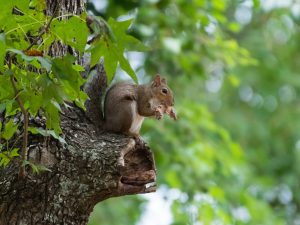 Scopri di più sull'articolo Lo scoiattolo grigio e le altre specie aliene: ecco perché sono un rischio per la biodiversità
