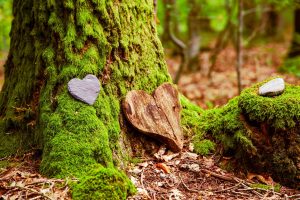 Scopri di più sull'articolo Sostenibili per l’eternità: le sepolture green sono sempre più diffuse