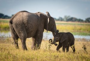 Scopri di più sull'articolo In Kenya un santuario cura i cuccioli di elefanti rimasti orfani anche a causa della siccità