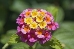 Scopri di più sull'articolo Come coltivare la lantana, il fiore “indeciso” sui colori con cui fiorire in estate