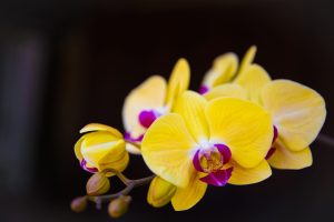 Scopri di più sull'articolo Scoperta in Sri Lanka una nuova specie di orchidea, già minacciata dai cambiamenti climatici