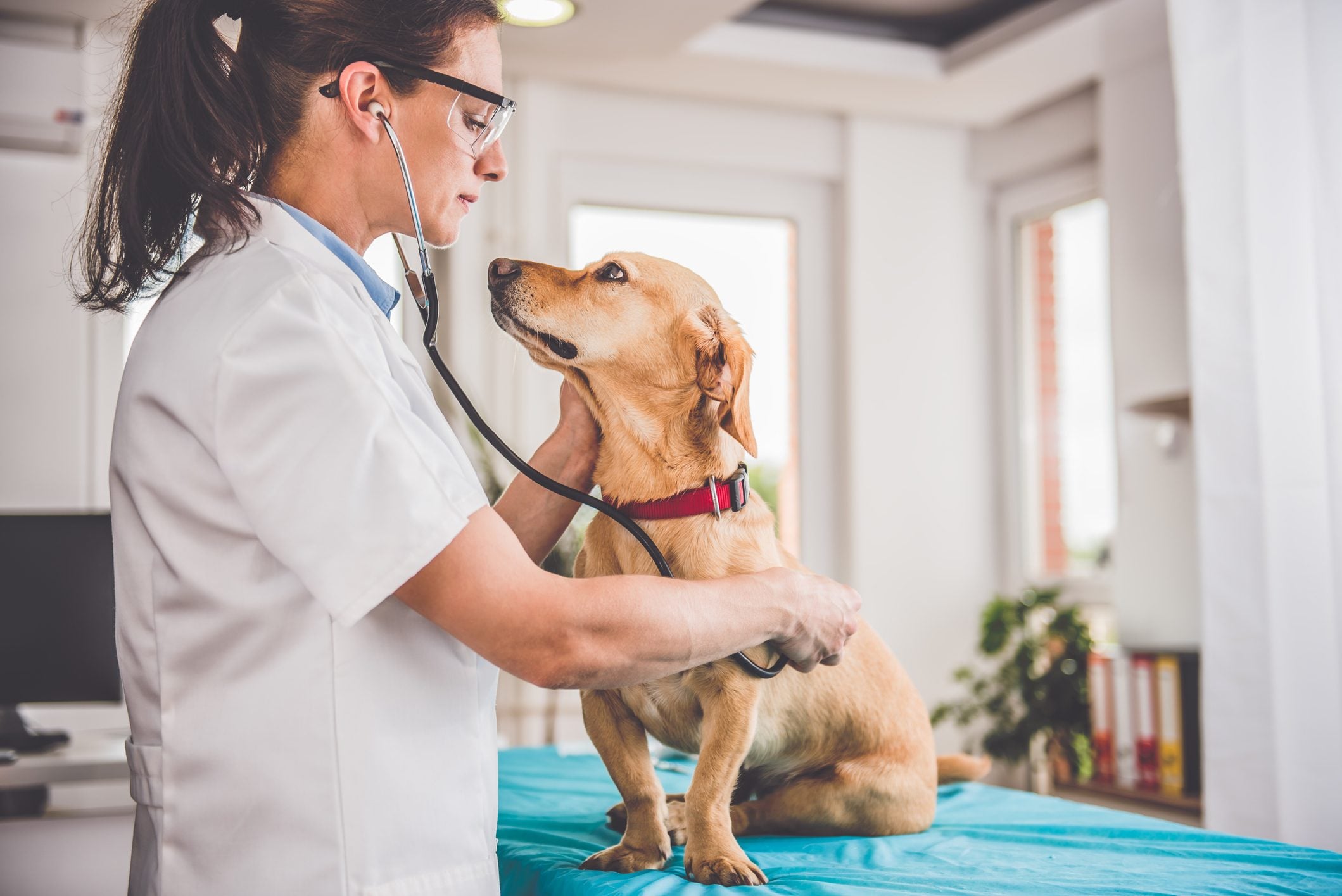 Scopri di più sull'articolo Come presentare le spese veterinarie nella dichiarazione dei redditi 2023