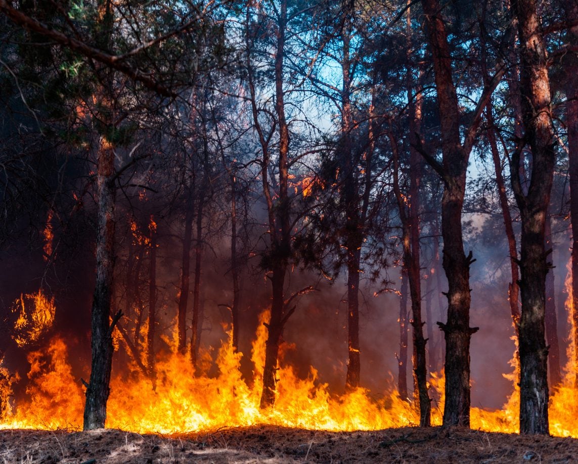 Scopri di più sull'articolo Vasto incendio al Parco delle Groane alle porte di Milano: chiuse le strade che circondano l’area