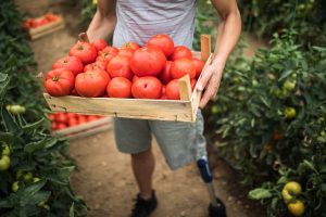 Scopri di più sull'articolo Agricoltura “antica” e sostenibile: Sybil Gorby, a 92 anni, coltiva pomodori con le proprie mani dal 1965