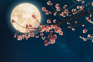Scopri di più sull'articolo Luna rosa del 6 aprile 2023: quando vederla e il significato