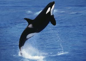 Scopri di più sull'articolo L’acquario di Miami libera l’orca Lolita dopo 50 anni di cattività: verrà ospitata in un santuario marino
