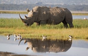 Scopri di più sull'articolo The last two: gli ultimi rinoceronti bianchi settentrionali nello foto premiata di Matjaž Krivic