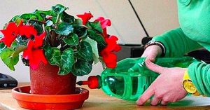 Scopri di più sull'articolo Come coltivare il ciclamino: i consigli per prendersene cura prima e dopo la splendida fioritura