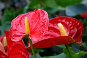 Scopri di più sull'articolo Ecco come curare l’Anthurium, la pianta tropicale che ama stare in appartamento