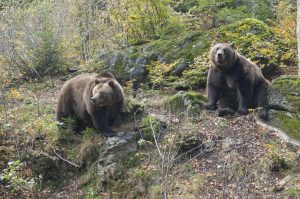 Scopri di più sull'articolo Trentino, ancora 5 anni per vedere i cassonetti anti-orso, ma cosa sono?