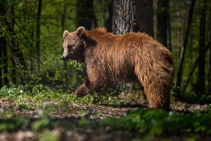 Scopri di più sull'articolo La Lega augura che un orso aggredisca gli attivisti, Cruciani li sfida mangiandone la carne