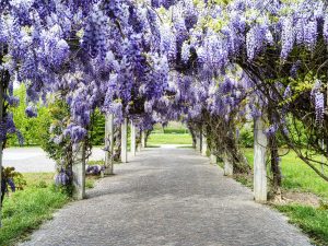 Scopri di più sull'articolo Dove si può ammirare la fioritura del glicine nelle città italiane?