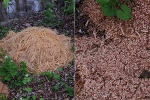 Scopri di più sull'articolo L’assurdo “macaroni mistery”: trovati in un bosco centinaia di chili di pasta cotta, uno scempio che sta facendo il giro del mondo