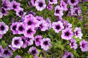 Scopri di più sull'articolo Il significato della petunia: simbolo di un amore nascosto, ma anche di collera e risentimento