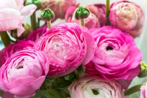 Scopri di più sull'articolo Ranuncolo, il fiore che simboleggia la bellezza e che fiorisce a primavera (se lo pianti adesso)