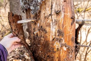 Scopri di più sull'articolo In Veneto il bostrico sta uccidendo milioni di alberi