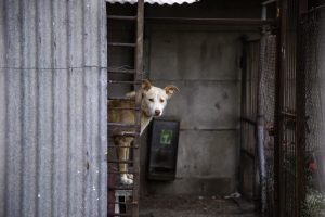 Scopri di più sull'articolo In Corea del Sud anche la first lady chiede di vietare il consumo di carne di cane