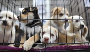Scopri di più sull'articolo Un cv per aiutare i cani di un rifugio a trovare casa: l’iniziativa di una scuola statunitense
