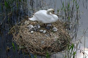 Scopri di più sull'articolo Salvato un nido di cigni con 6 uova: era in pericolo a causa dall’innalzamento delle acque