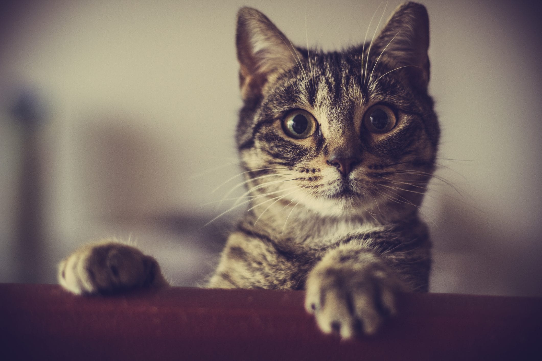 Scopri di più sull'articolo Un diciassettenne si filma mentre lancia un gattino in un dirupo, le sue scuse: “Era un fotomontaggio”