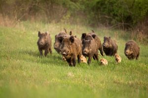 Scopri di più sull'articolo Perché per il WWF il ministro dell’Agricoltura Lollobrigida è il “ministro della caccia”