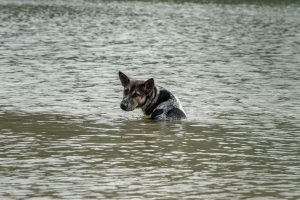 Scopri di più sull'articolo Ci sono anche gli animali tra le vittime dell’alluvione in Emilia-Romagna: in corso le operazioni di salvataggio