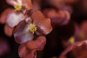 Scopri di più sull'articolo In Cina è stata scoperta una nuova specie di begonia, ma è già a rischio estinzione