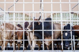 Scopri di più sull'articolo La Nuova Zelanda è il primo Paese a vietare l’esportazione di animali vivi