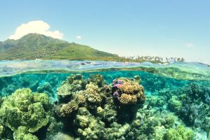 Scopri di più sull'articolo Italia e biodiversità, il nuovo quadro del WWF sull’ecosistema ambientale nazionale