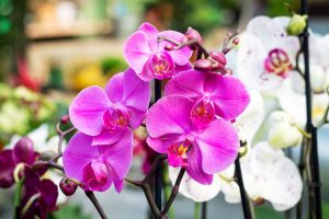 Scopri di più sull'articolo Quale orchidea scegliere, come coltivarla in casa e come curarla? Una semplice guida su quali metodi utilizzare