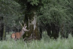 Scopri di più sull'articolo Il cervo Bambi è tornato in Valmalenco: vivrà in un’oasi naturale voluta dalla sua famiglia adottiva