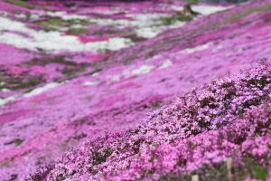 Scopri di più sull'articolo Si trova in Giappone il “giardino dell’amore”: la storia dell’uomo che ha piantato migliaia di fiori per la sua amata