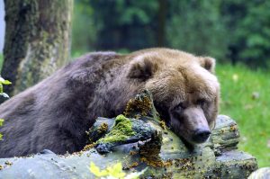 Scopri di più sull'articolo Morto l’orso M62, protestano gli animalisti contro Fugatti: “Clima da bracconaggio”. Attesa l’autopsia