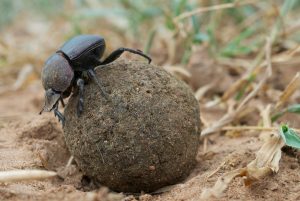 Scopri di più sull'articolo L’innovativo progetto di conservazione della Francia: rilasciare 60 scarabei stercorari per ripulire una riserva naturale